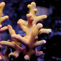 Orange Burst Acropora (1” Frag)