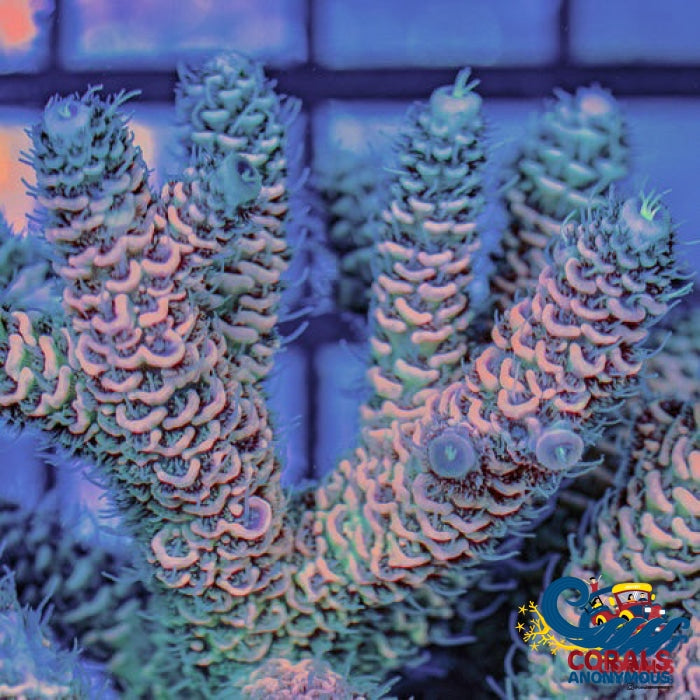 Peaches N Cream Rainbow Acropora (1 Frag) Acropora