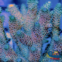 Peaches N Cream Rainbow Acropora (1 Frag) Acropora
