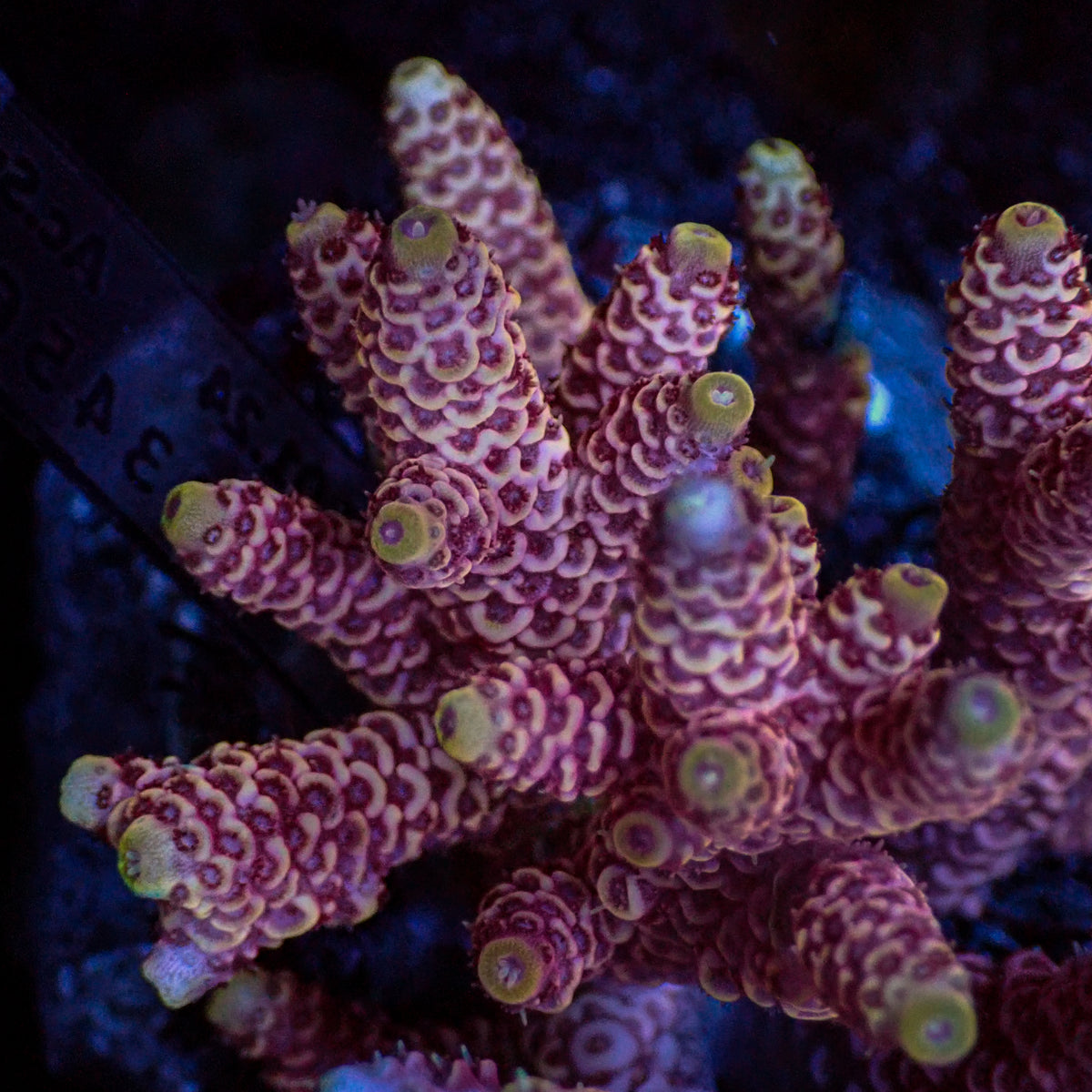 Pink Acropora (1” Frag) - Corals Anonymous