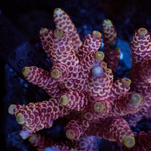 Pink Acropora (1” Frag) - Corals Anonymous