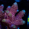 Pink Acropora (1” Frag) - Corals Anonymous