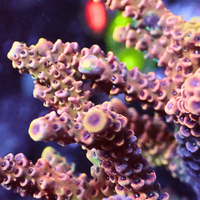 Pink Dream Rainbow Acropora (1” Frag) - Corals Anonymous