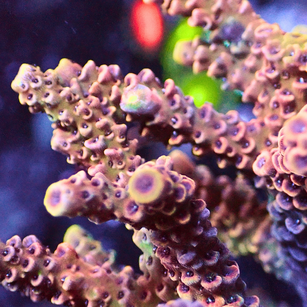 Pink Dream Rainbow Acropora (1” Frag) - Corals Anonymous