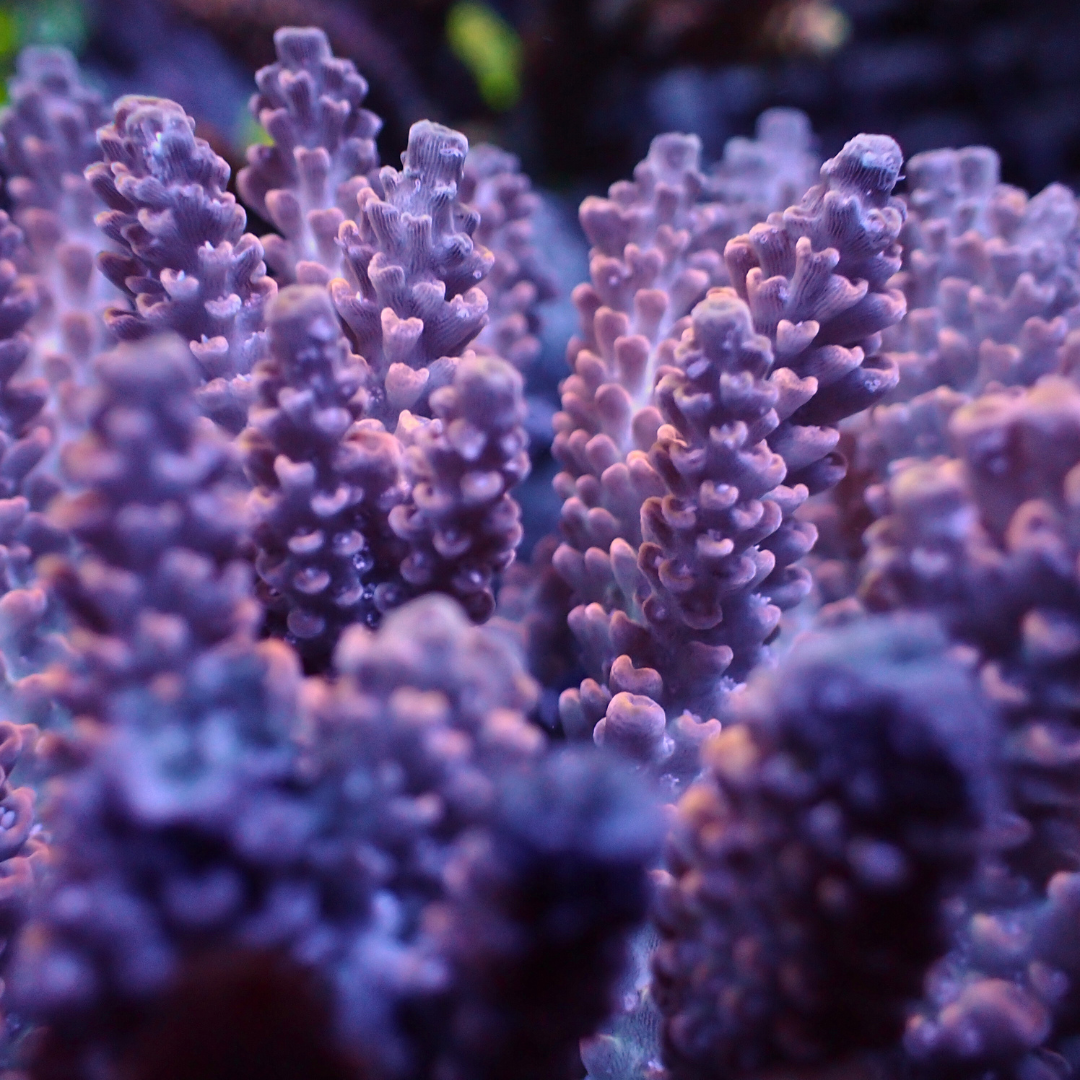 Pink Haze Acropora (1” Frag) - Corals Anonymous