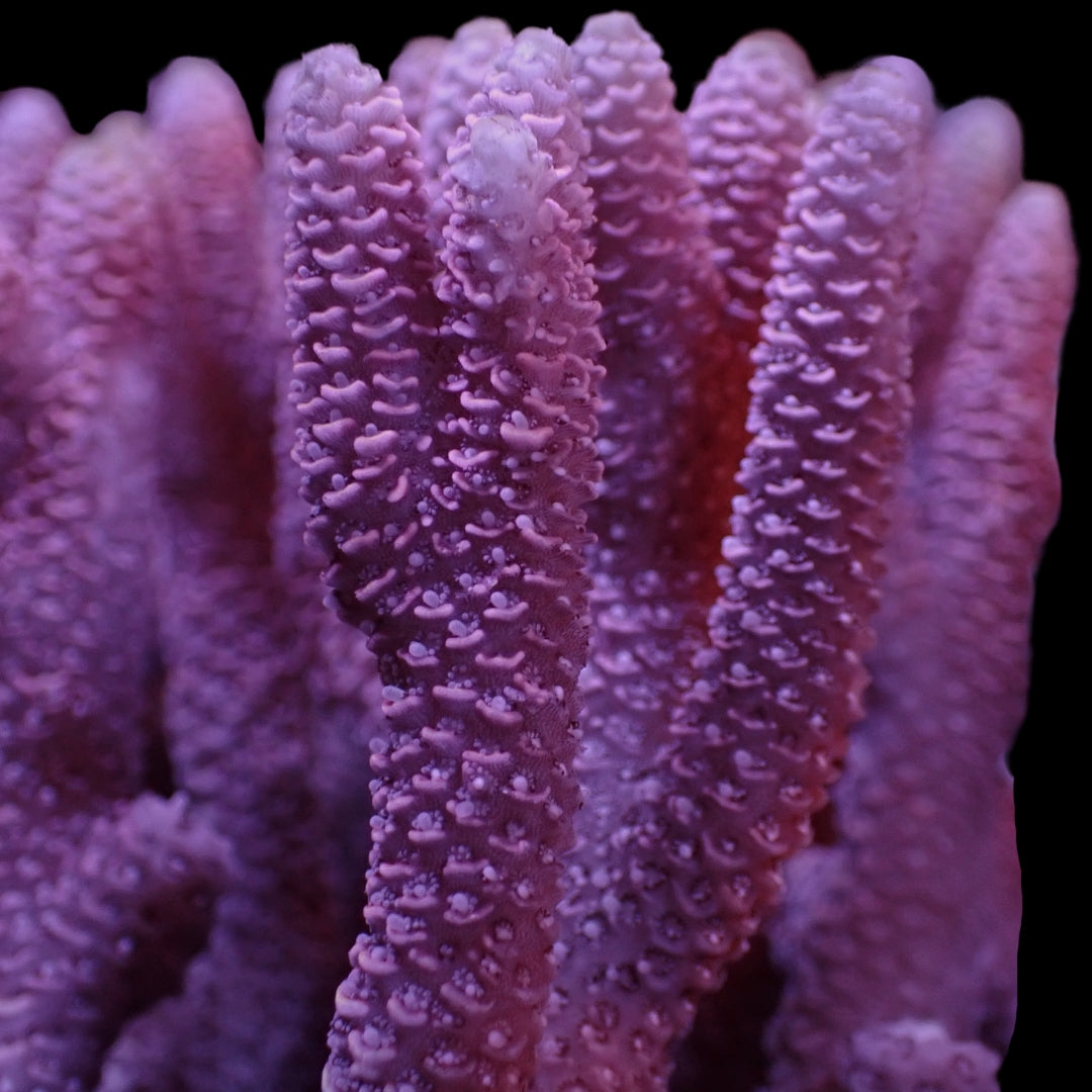 Pink Passion Acropora (1" Frag) - Corals Anonymous