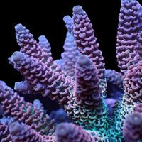 Purple Haze Rainbow Acropora (1” Frag) - Corals Anonymous