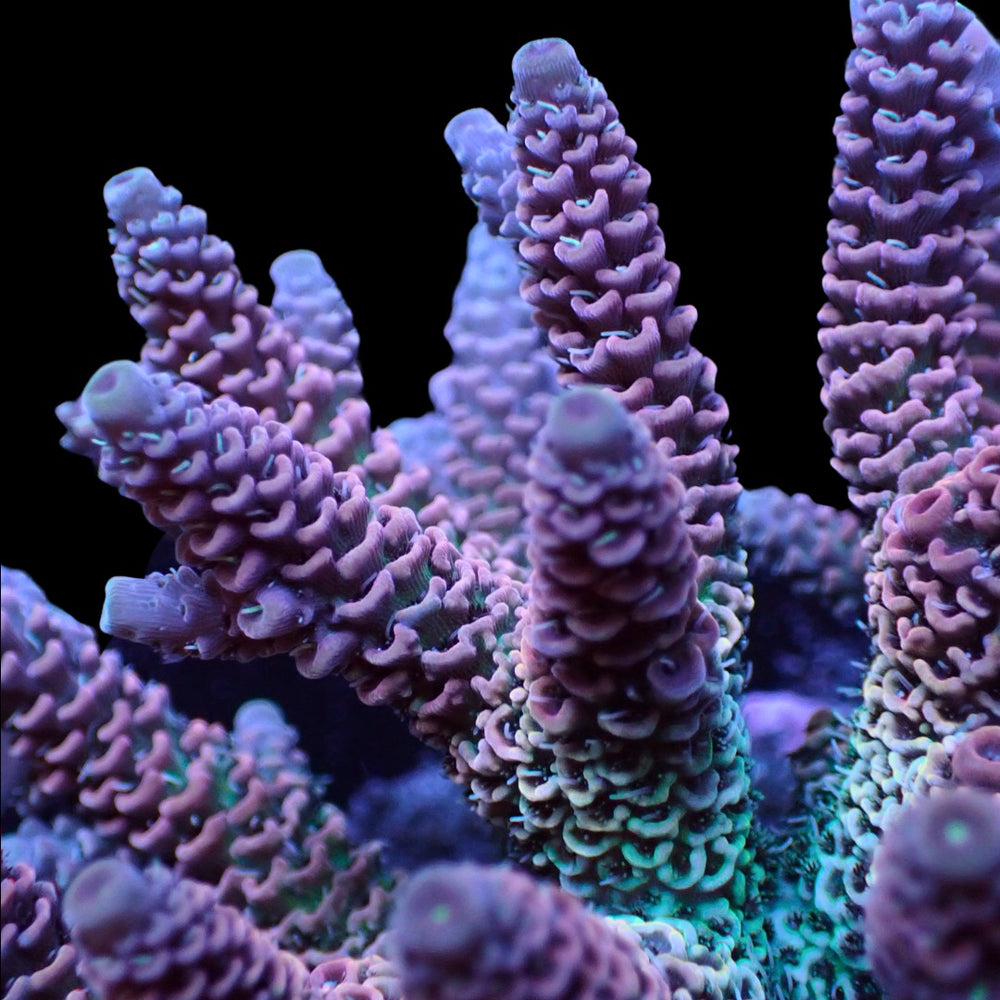 Purple Haze Rainbow Acropora (1” Frag) - Corals Anonymous