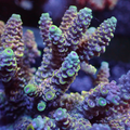 Rainbow Sherbet Surprise Acropora (1” Frag) - Corals Anonymous