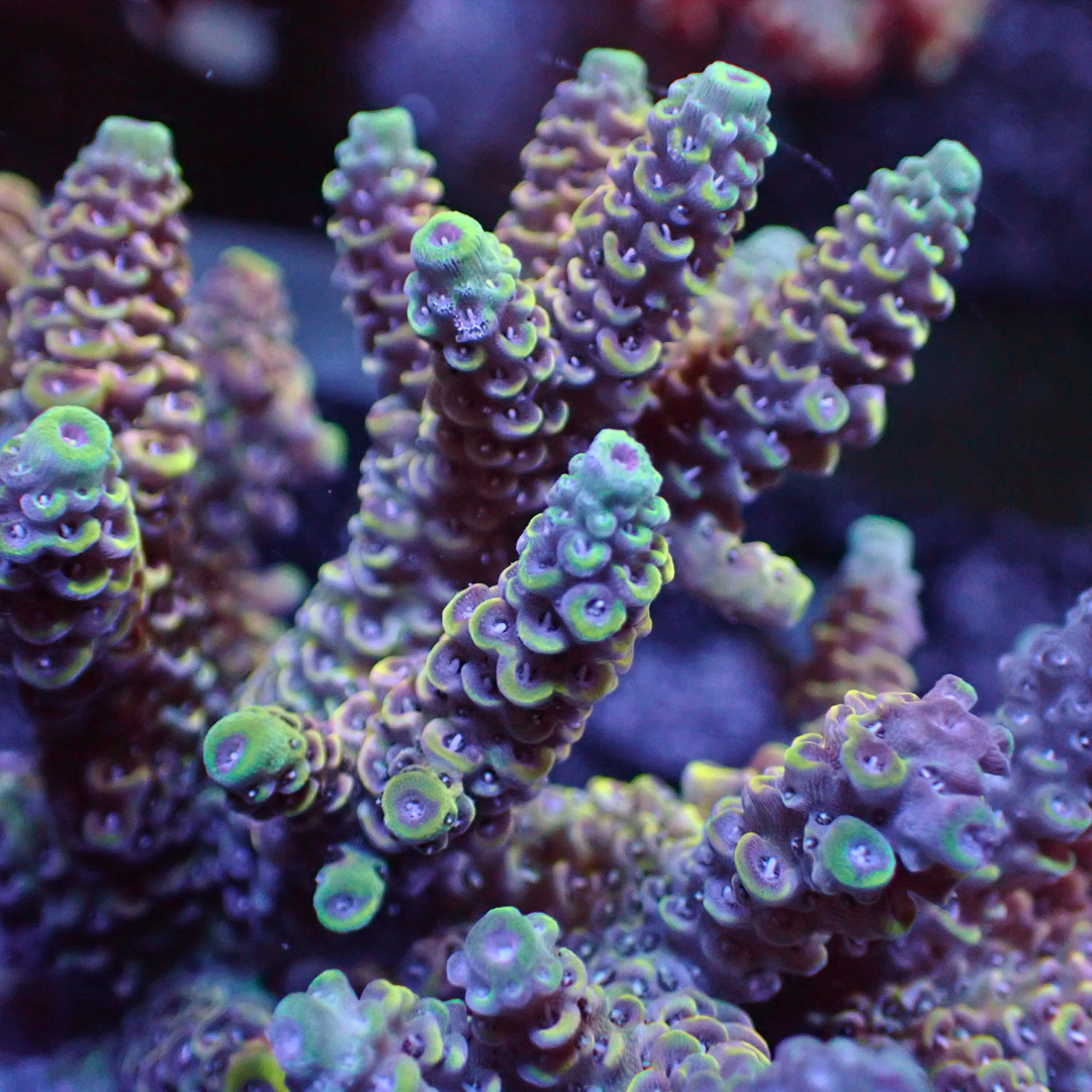 Rainbow Sherbet Surprise Acropora (1” Frag) - Corals Anonymous