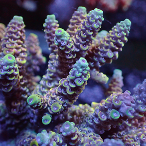 Rainbow Sherbet Surprise Acropora (1” Frag) - Corals Anonymous