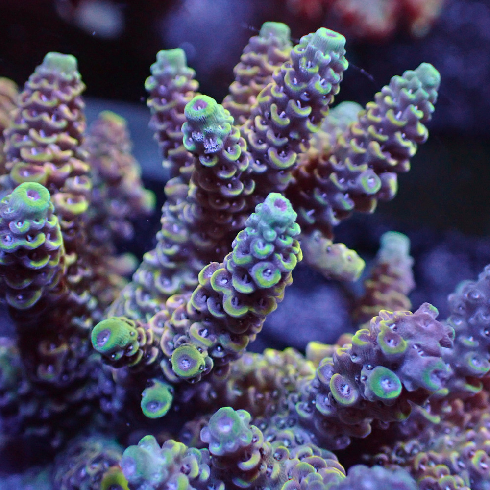 Rainbow Sherbet Surprise Acropora (1” Frag) - Corals Anonymous