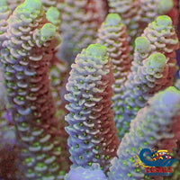 Solomon Islands Sunrise Sorbet Acropora (1 Frag) Acropora