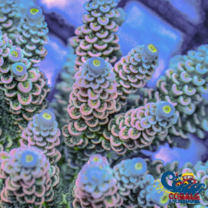 Sunrise Sorbet Rainbow Acropora (1 Frag) Acropora