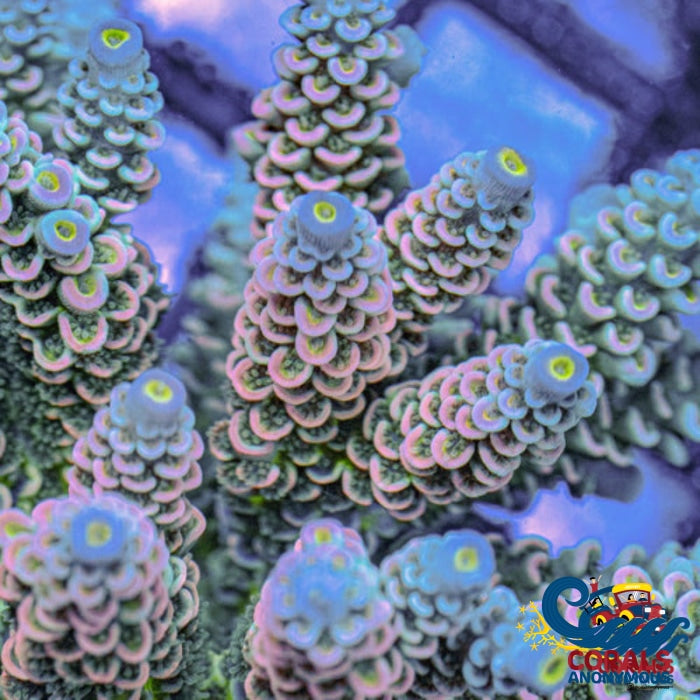 Sunrise Sorbet Rainbow Acropora (1 Frag) Acropora