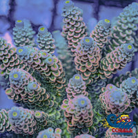 Sunrise Sorbet Rainbow Acropora (1 Frag) Acropora

