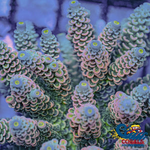 Sunrise Sorbet Rainbow Acropora (1 Frag) Acropora