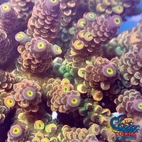 Ultra Mandarin Acropora (1 Frag) Acropora