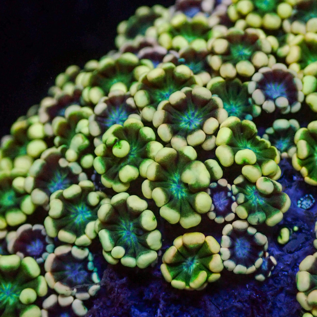 aussie shamrock alveopora