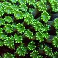 aussie spearmint alveopora 2