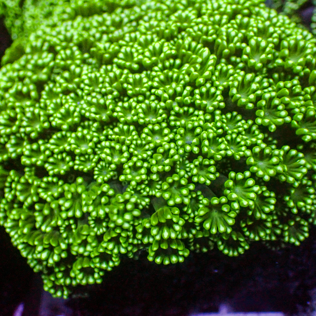 aussie spearmint alveopora