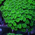 Aussie Spearmint Alveopora (0.5-1” Frag) - Corals Anonymous