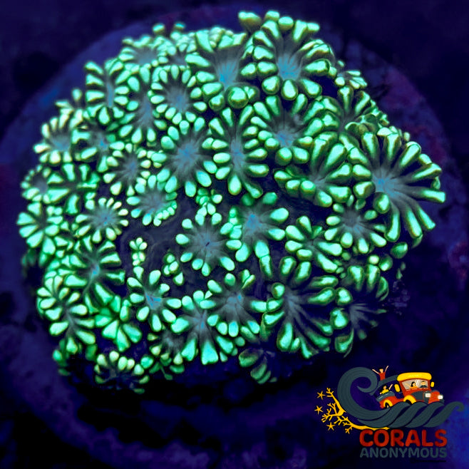 aussie teal turquoise alveopora 2