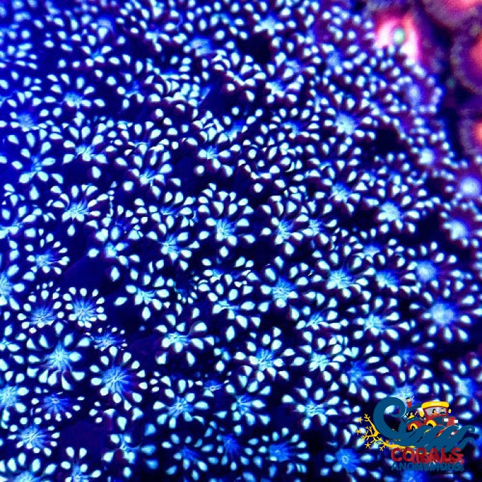 Blue Steel Alveopora (20+ Polyps) Alveopora