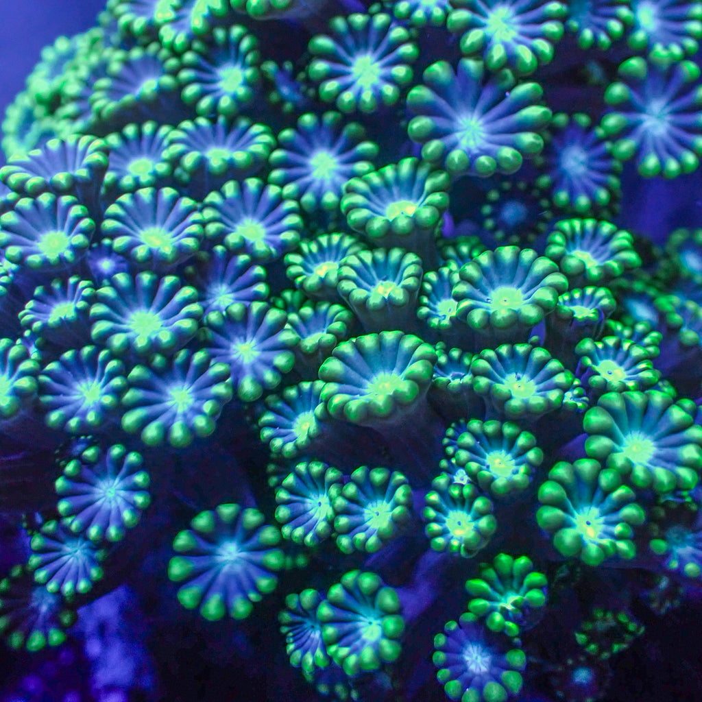 Jade Moon Alveopora (1” frag)