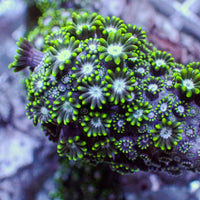 Jade Moon Alveopora (1” frag) 2
