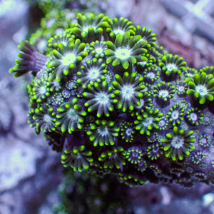Jade Moon Alveopora (1” frag) 2
