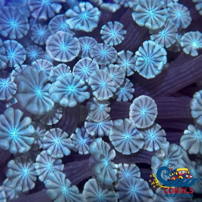 Mythic Blue Alveopora (1 Frag) Alveopora