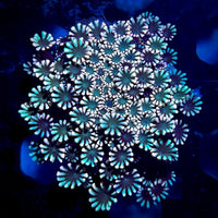 Pink and Blue Alveopora (0.5-1” Frag)