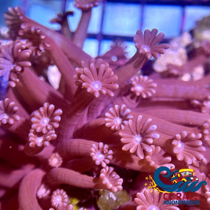 Purple Alveopora (0.5-1 Frag) Alveopora