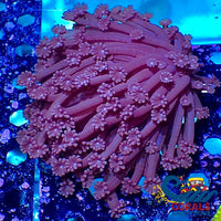 Purple Alveopora (0.5-1 Frag) Alveopora

