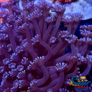 Purple Alveopora (0.5-1” Frag) - Corals Anonymous