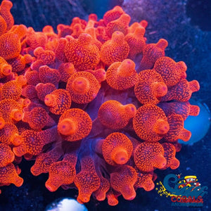 Ca Red Devil Bubble Tip Anemone Anemone
