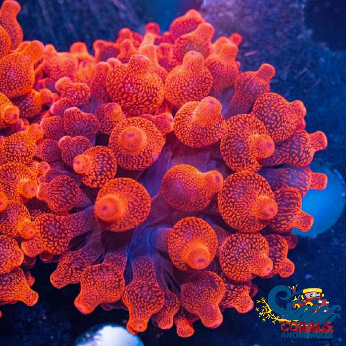 Ca Red Devil Bubble Tip Anemone Anemone