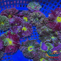 Ca Rainbow Hemprichii Anemone (0.5-1)
