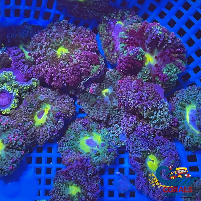 Assorted Multicolor Hemprichii Anemone (1-1.5”) | Corals