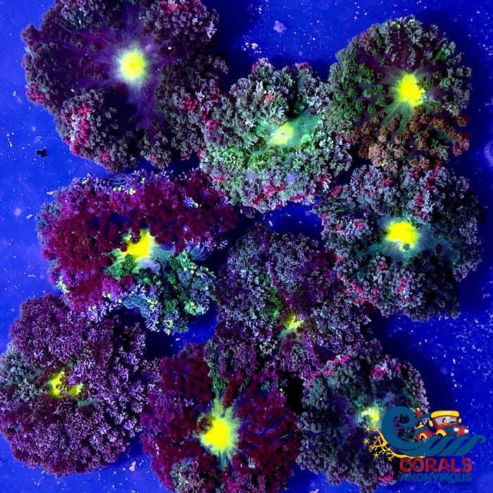 Assorted Multicolor Hemprichii Anemone (1-1.5”) | Corals