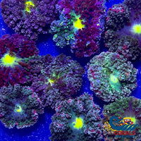 Assorted Multicolor Hemprichii Anemone

