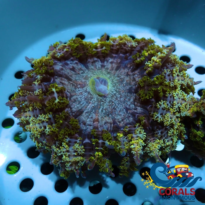 Bali Carpet Flower Anemone (2.5-3) Anemone