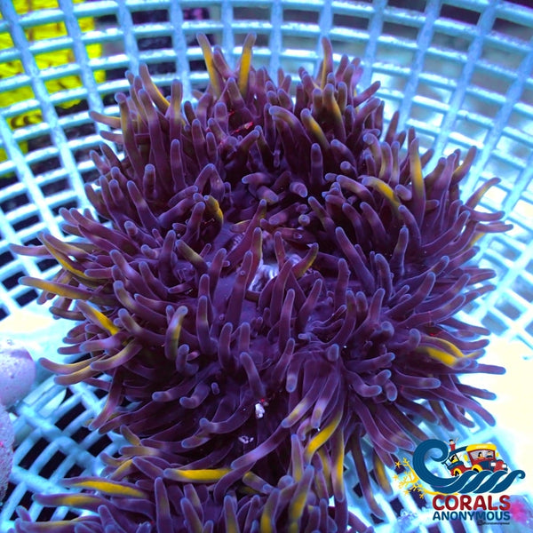 Gold Midnight Long Tentacle Anemone (2-4”) | Corals Anonymous