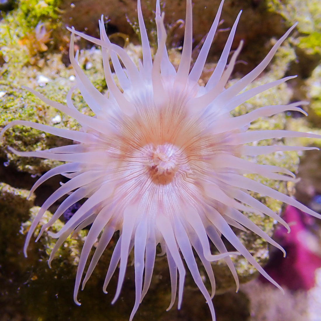 Peach Christmas Anemone (1.5-2.5") - Corals Anonymous