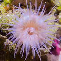 Peach Christmas Anemone (1.5-2.5")
