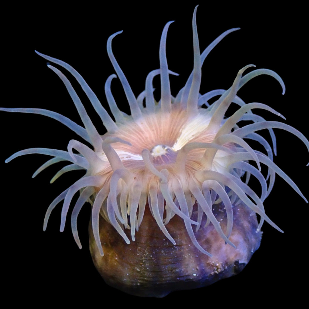 Peach Christmas Anemone (1.5-2.5