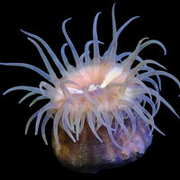 Peach Christmas Anemone (1.5-2.5") - Corals Anonymous
