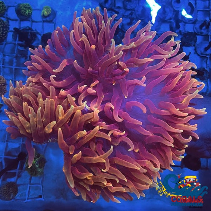 Ultra Red Long Tentacle Anemone (5-7”) | Corals Anonymous