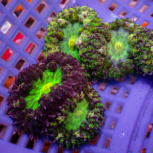 Gremlin Flower Anemone (0.5-1”) 3